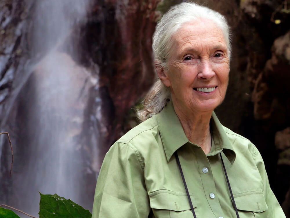 Jane Goodall Passes Away Due to Natural Causes